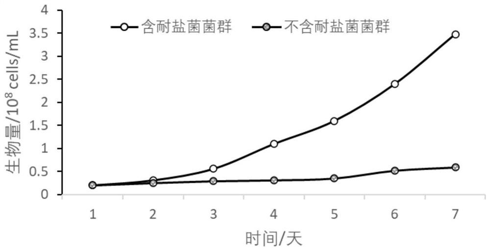 Microbial agent for extracting copper from high-salt sulfurized electroplating sludge and extraction method