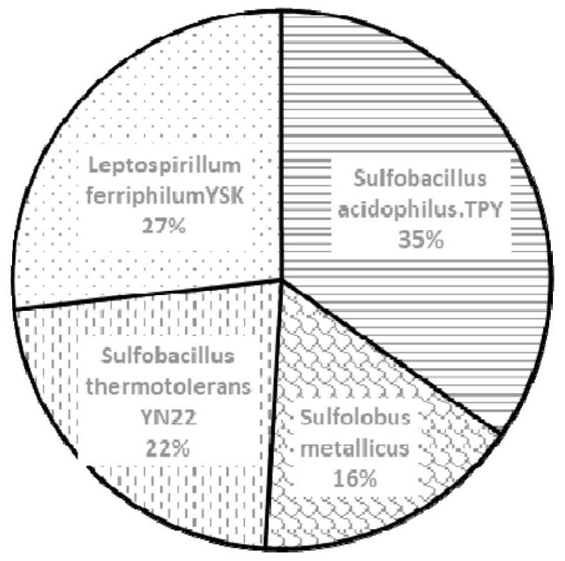 Microbial agent for extracting copper from high-salt sulfurized electroplating sludge and extraction method