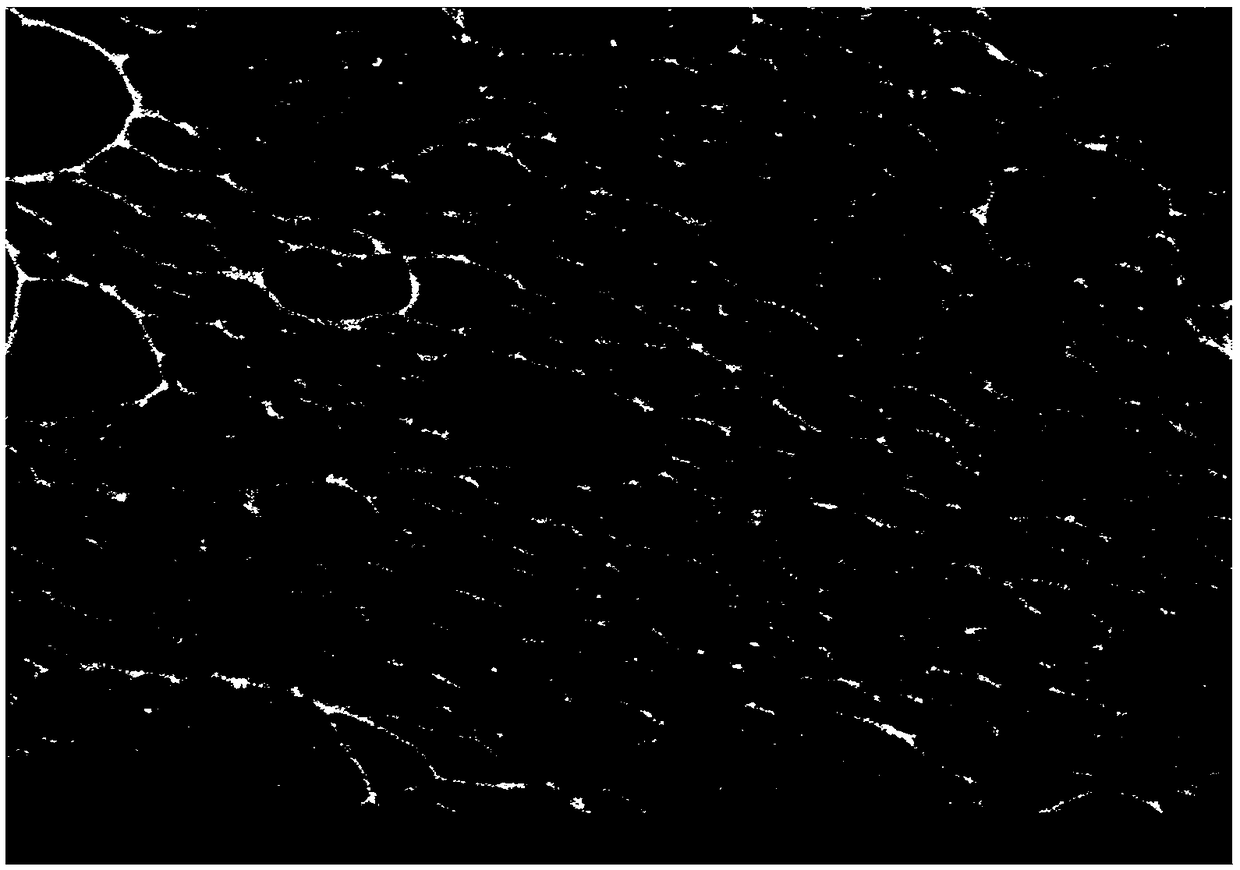 Secondary battery negative electrode, preparation method of secondary battery negative electrode and secondary battery