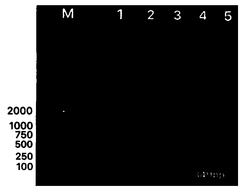 PLIN gene SNP molecular marker, primer pair, kit related to meat quality of Yanbian yellow cattle and application of kit