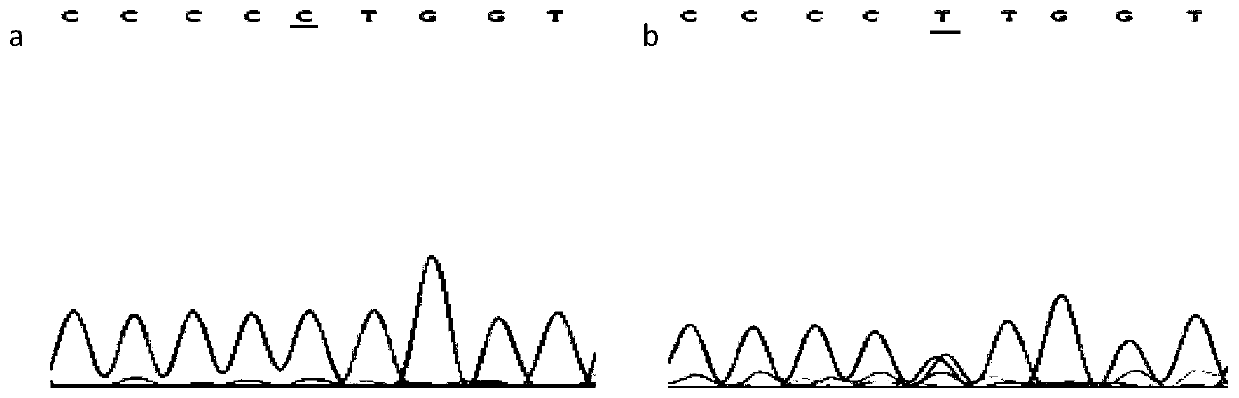 PLIN gene SNP molecular marker, primer pair, kit related to meat quality of Yanbian yellow cattle and application of kit