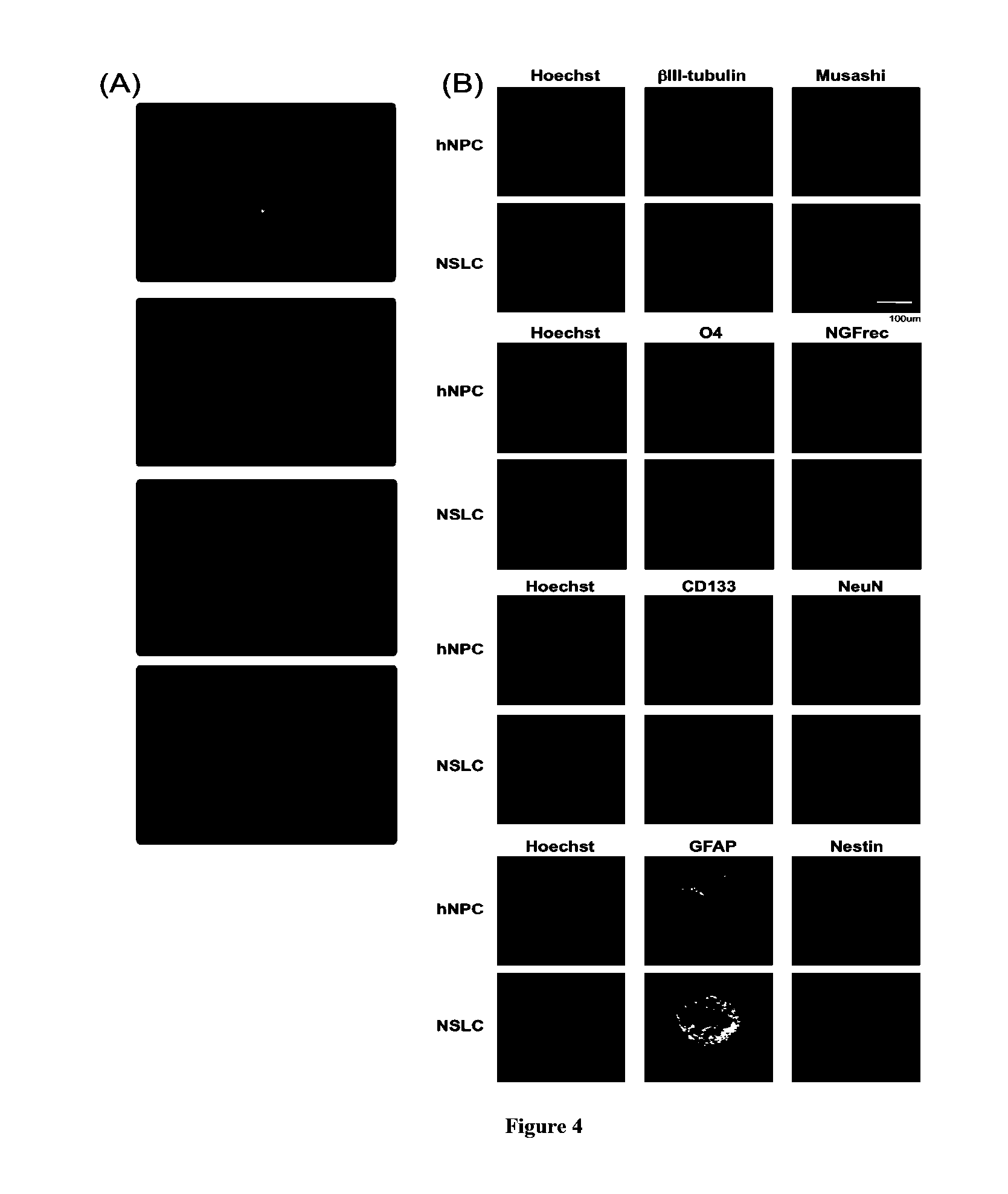 Methods for reprogramming cells and uses thereof