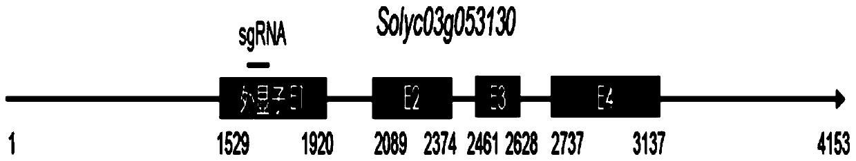 Breeding method of tomato recessive genetic male sterility maintainer line