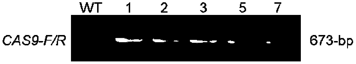 Breeding method of tomato recessive genetic male sterility maintainer line