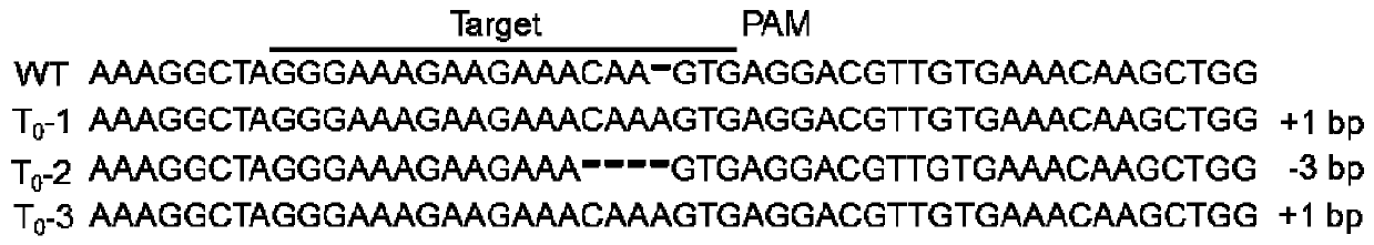 Breeding method of tomato recessive genetic male sterility maintainer line