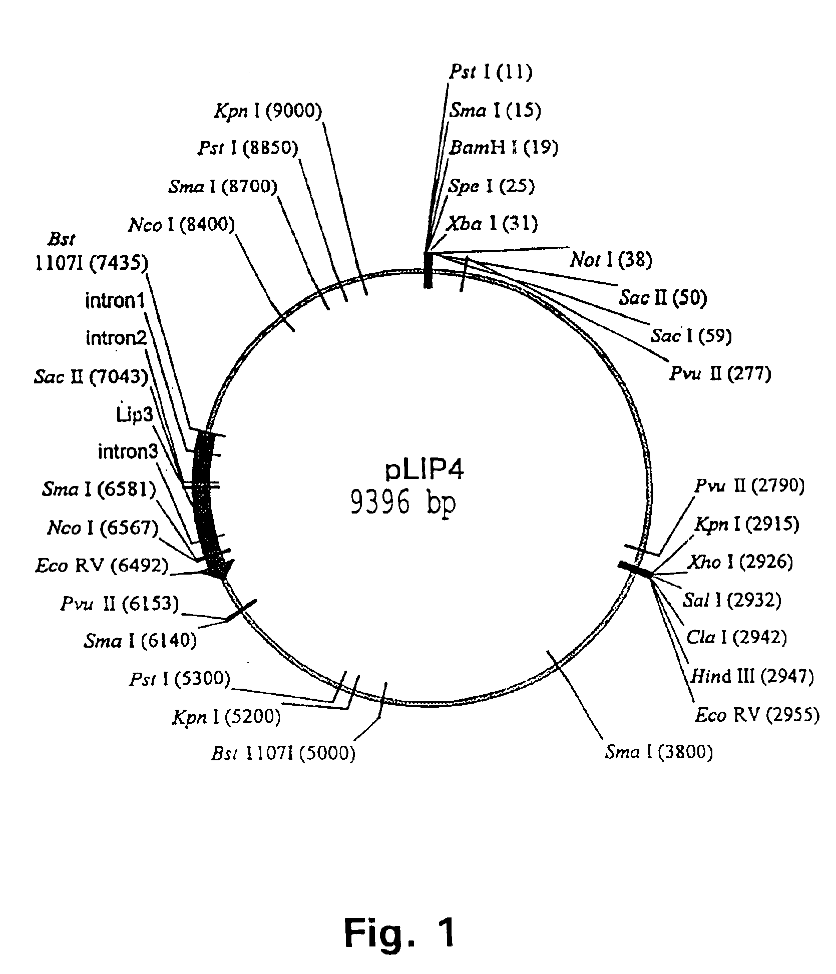 Method for preparing flour doughs and products made from such doughs using lipase