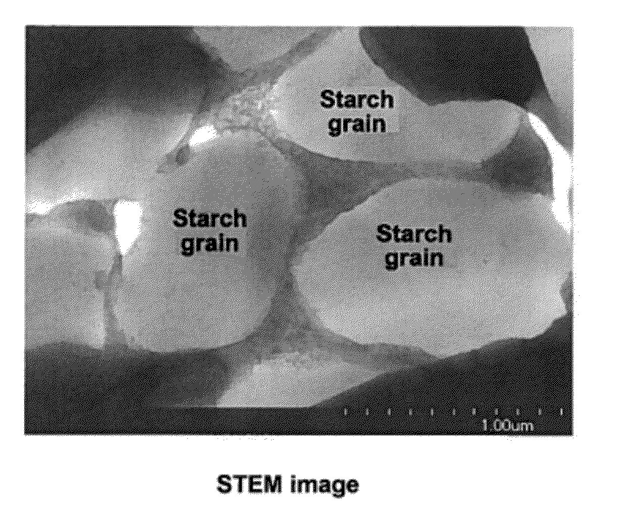 Isosorbide-Plasticized Starch And Uses Thereof