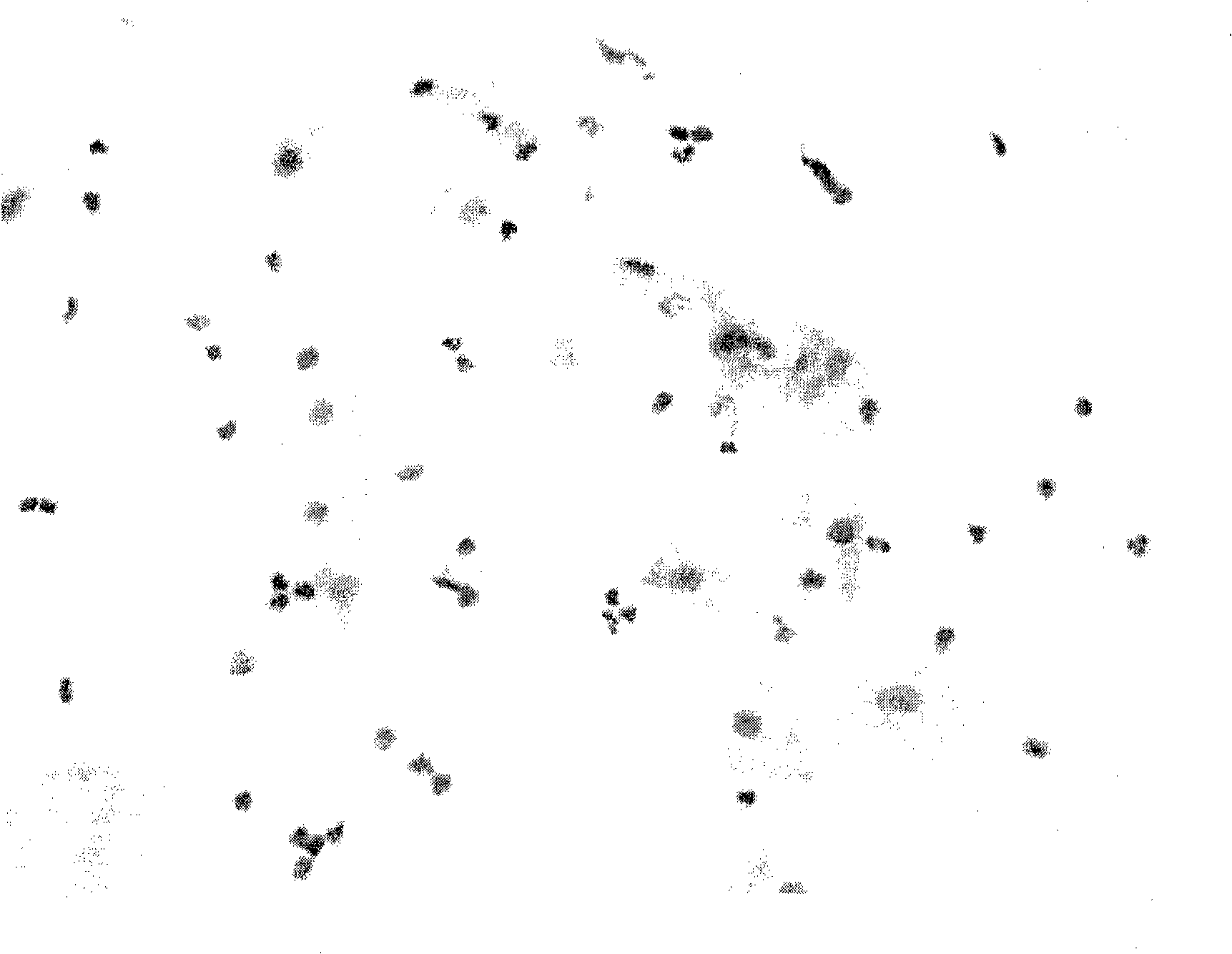 Cell staining reagent and preparation method and application thereof in cell staining