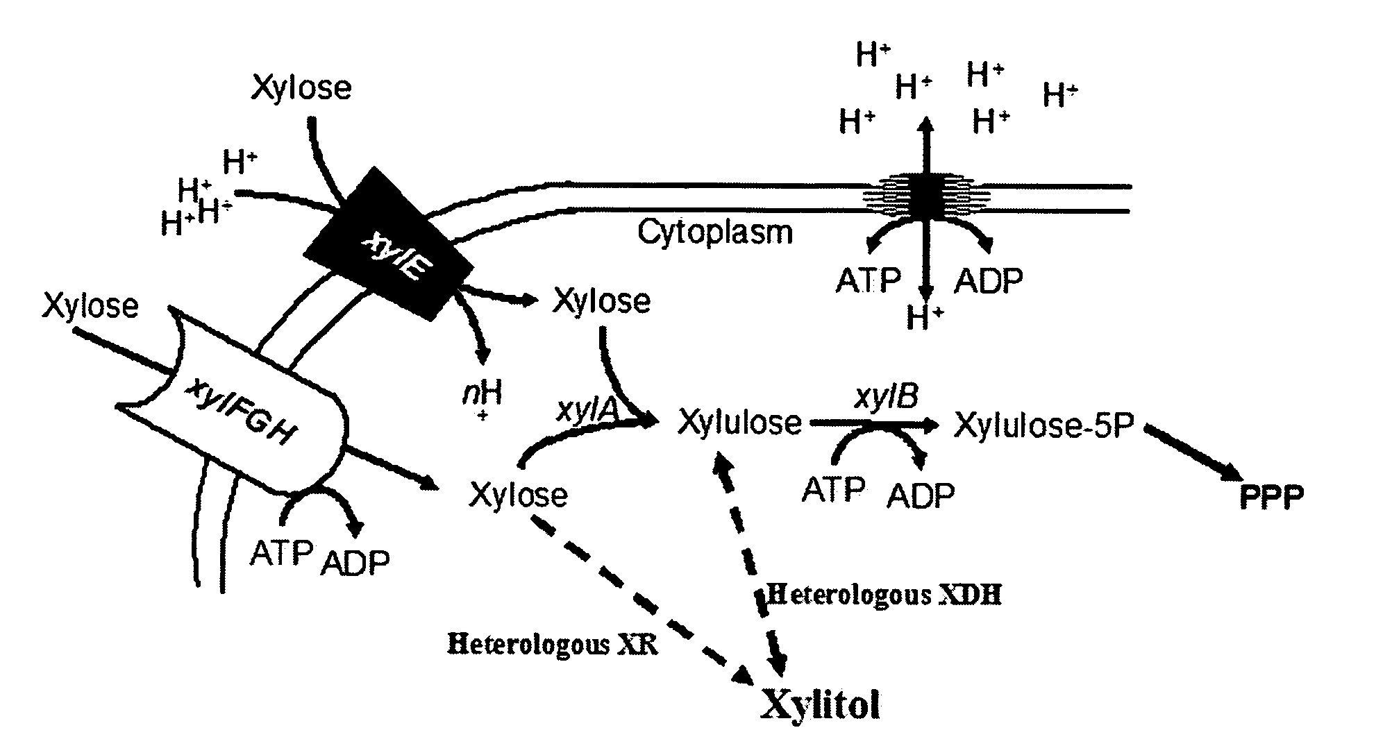 Materials and methods for the efficient production of xylitol