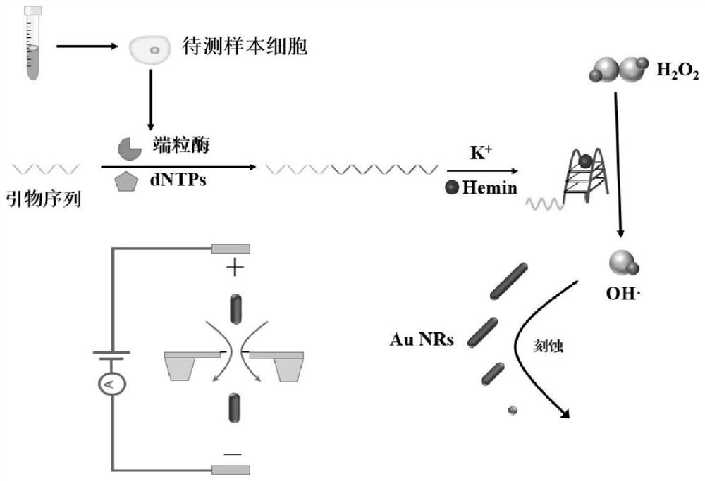 Telomerase activity detection kit and detection method