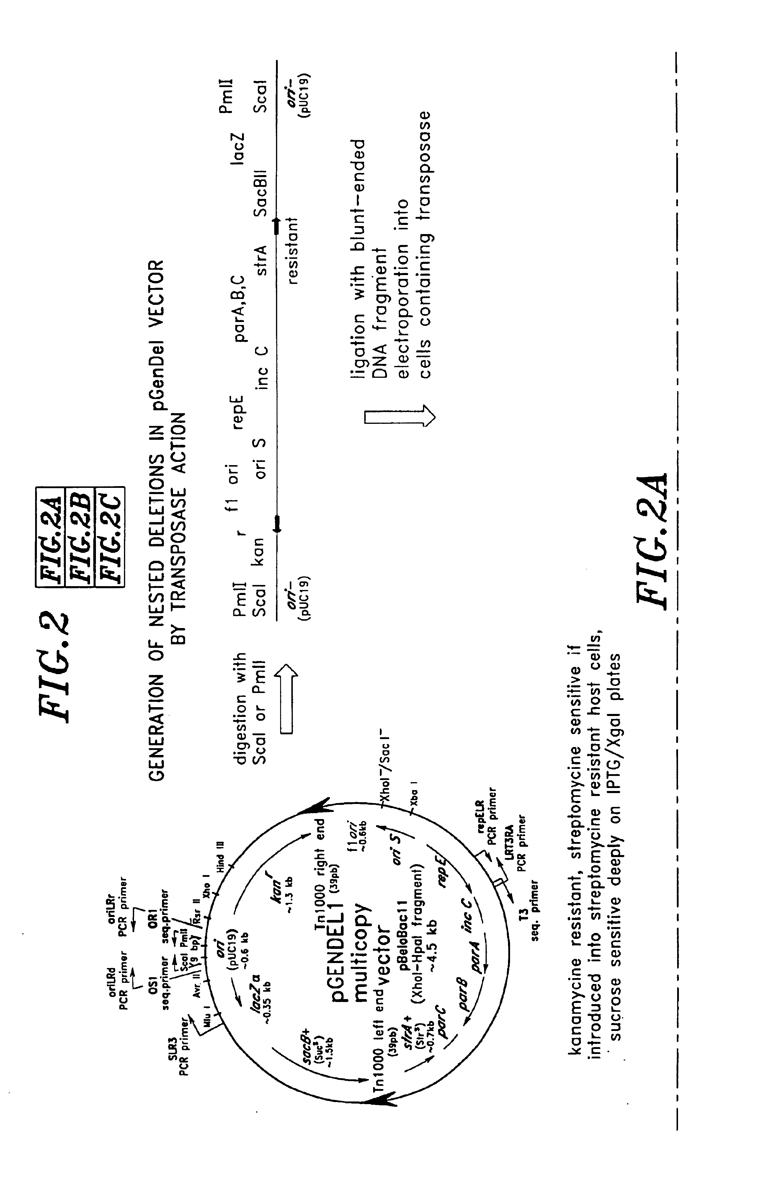 High throughput DNA sequencing vector