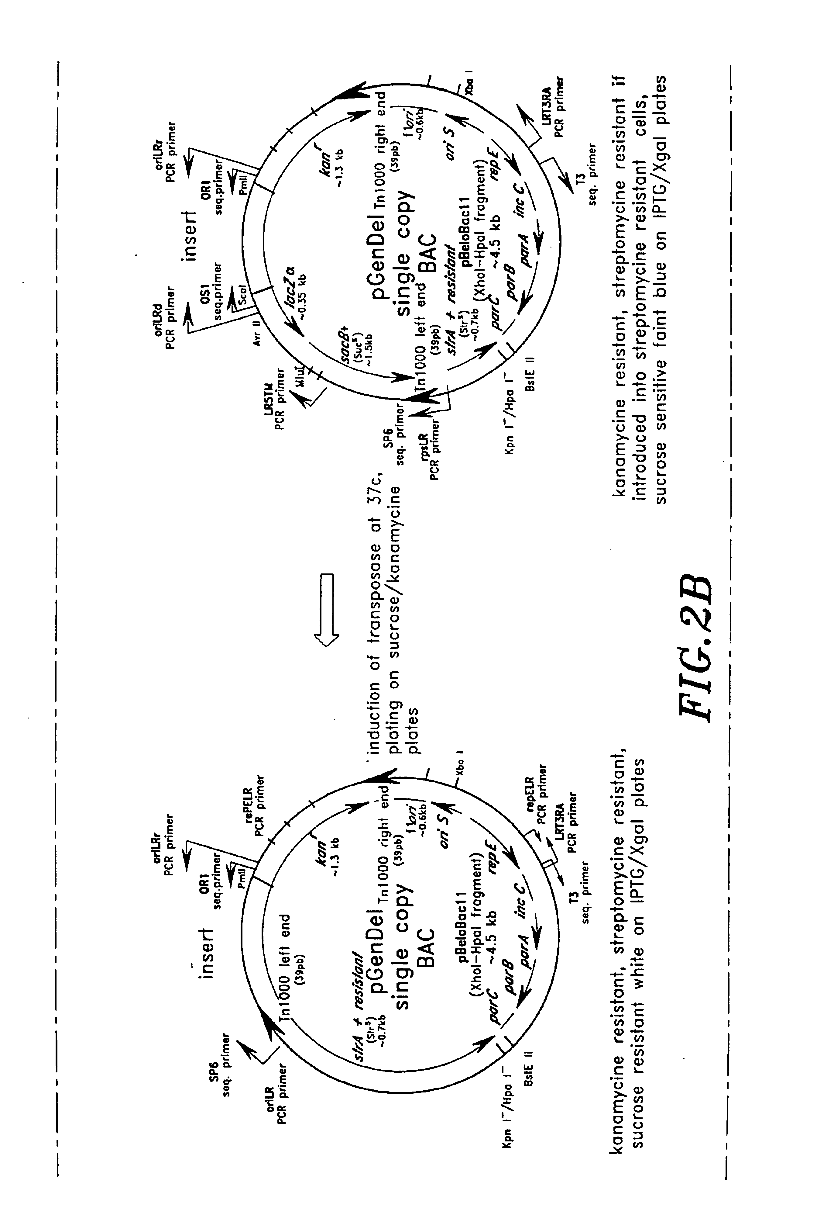 High throughput DNA sequencing vector