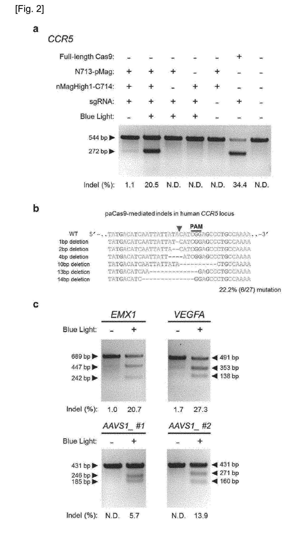 Set of Polypeptides Exhibiting Nuclease Activity or Nickase Activity with Dependence on Light or in Presence of Drug or Suppressing or Activating Expression of Target Gene