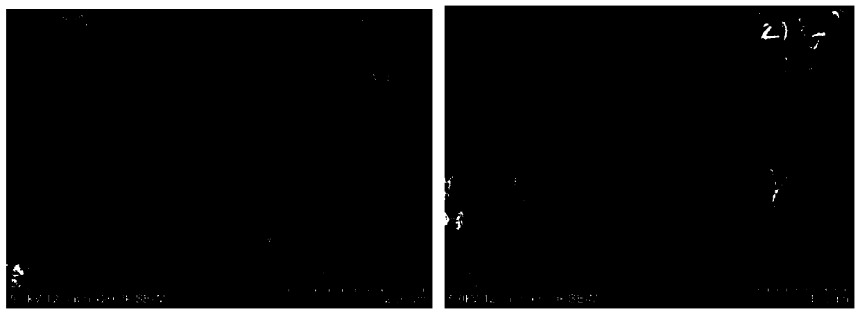 Organic-inorganic hybrid nanoflower and preparation method thereof