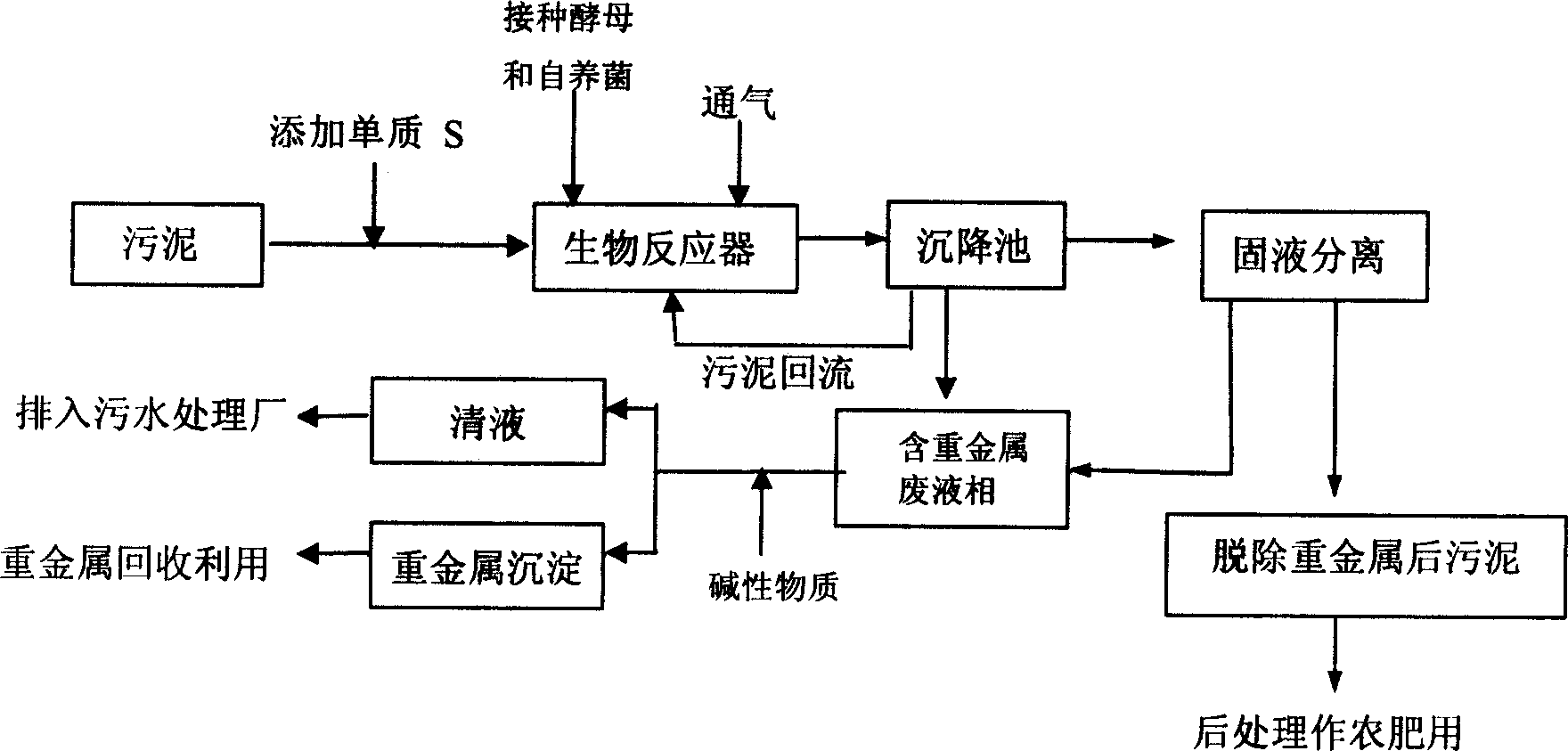 Acid resistant saccharomycete and its method of biological removing heavy metal in sudge