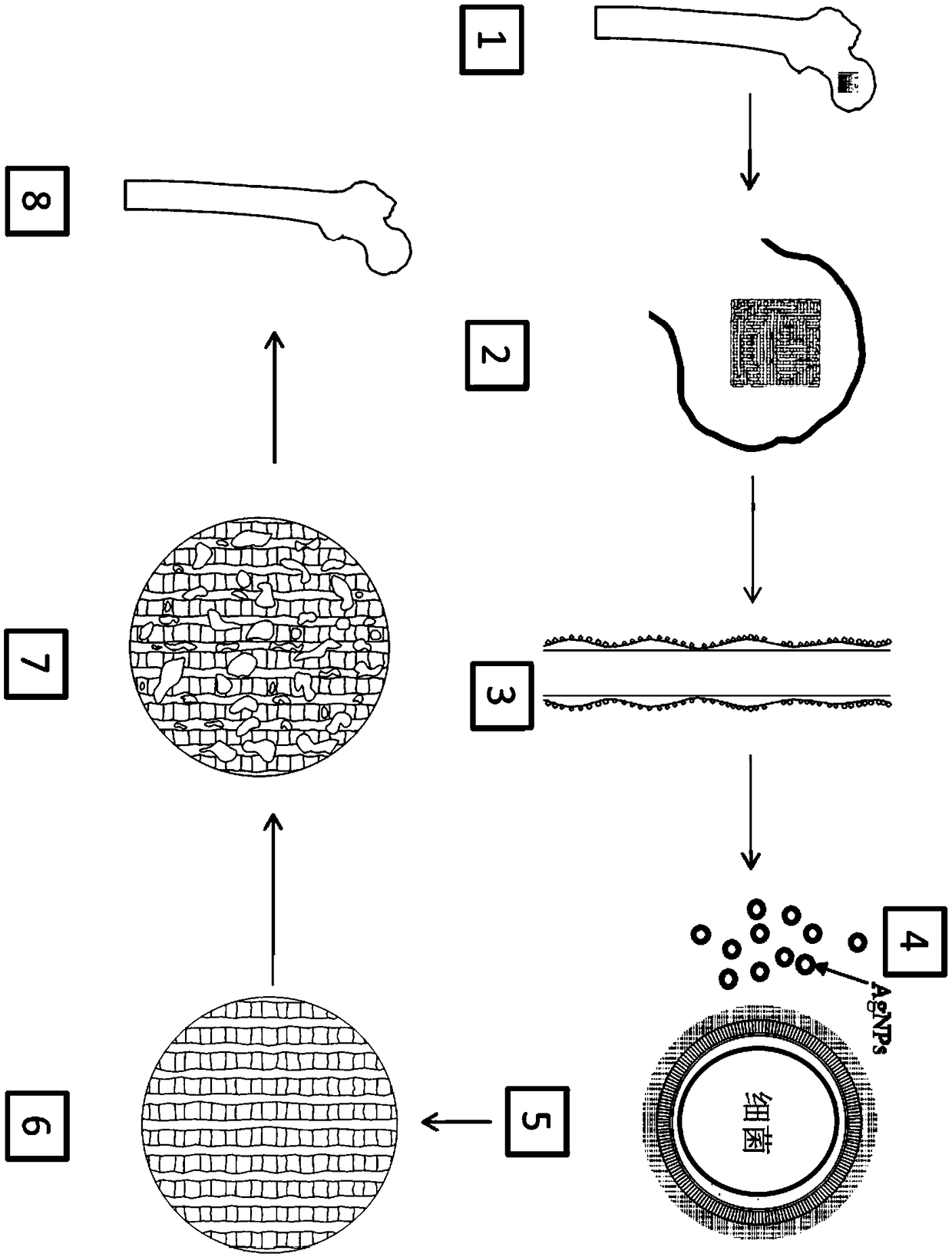 Three dimensional (3D) printed PCL-PDA-AgNPs scaffold for anti-infective bone tissue engineering as well as preparation method and application of 3D printed PCL-PDA-AgNPs scaffold