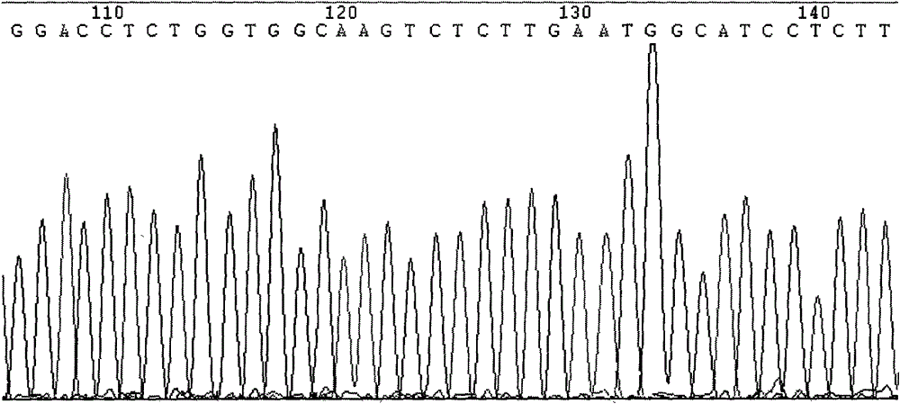 Method for detecting mononucleotide polymorphism rs2236055 locus of hypertension susceptibility gene and kit thereof