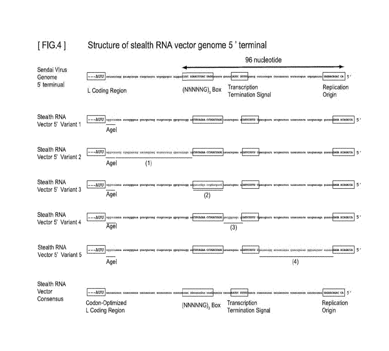 Gene expression system using stealthy RNA, and gene introduction/expression vector including said RNA