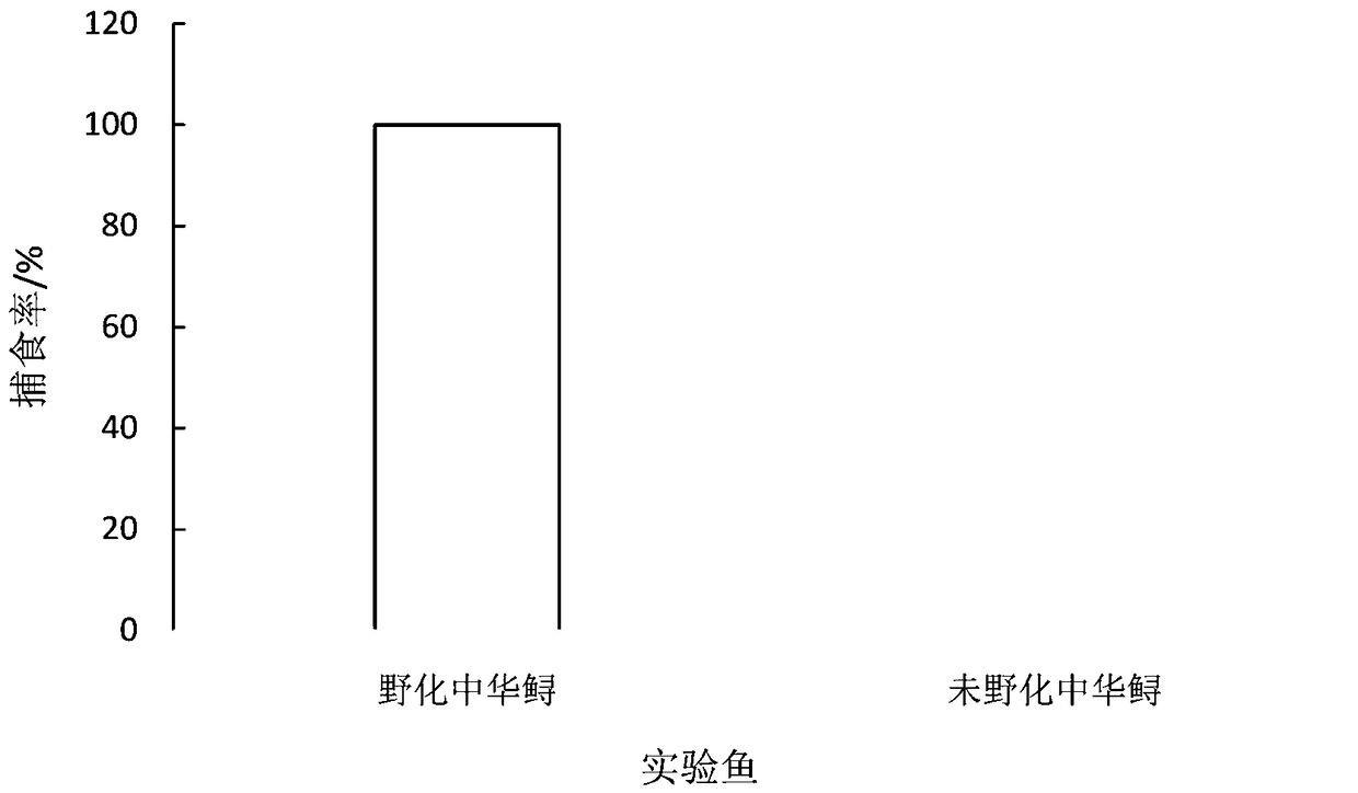 Wild-training method for Chinese sturgeon