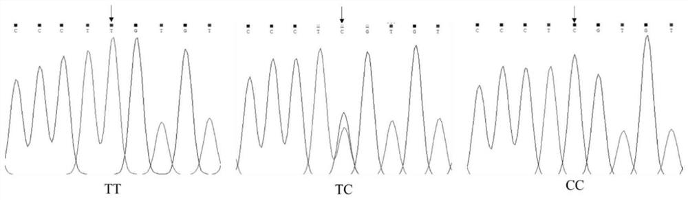 SNP (Single Nucleotide Polymorphism) molecular marker for influencing wool length character of alpine merino and application of SNP molecular marker