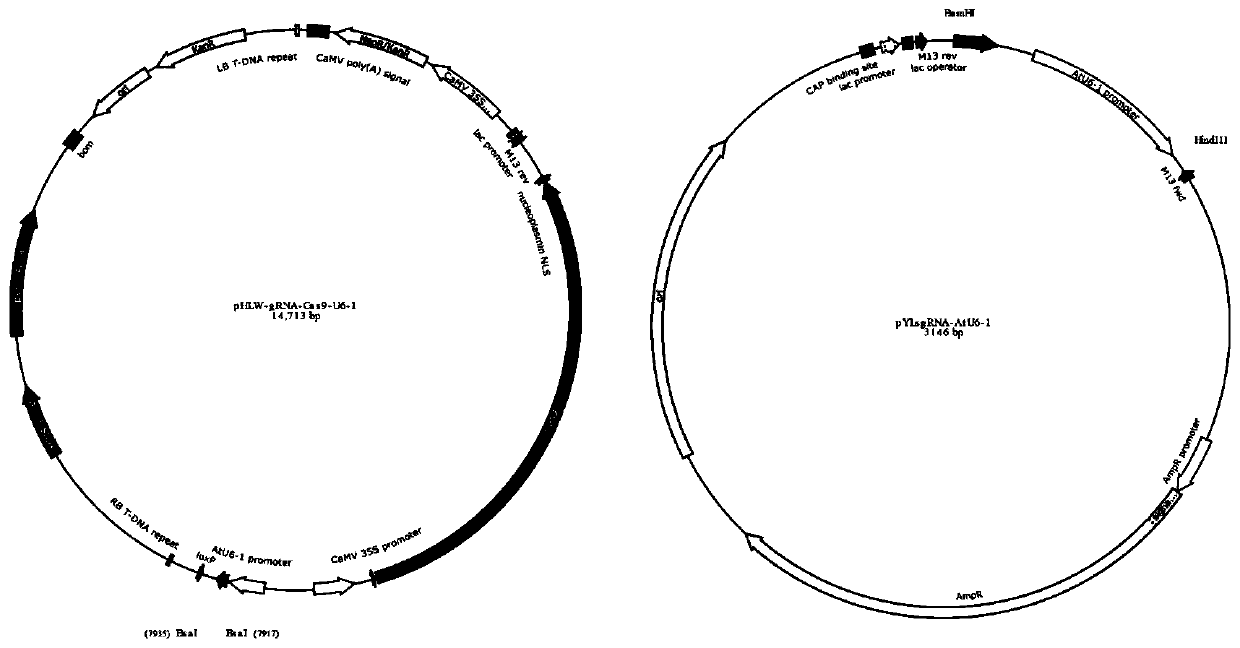 A CRISPR-Cas9-based kiwifruit gene acpds editing vector and its construction method and application