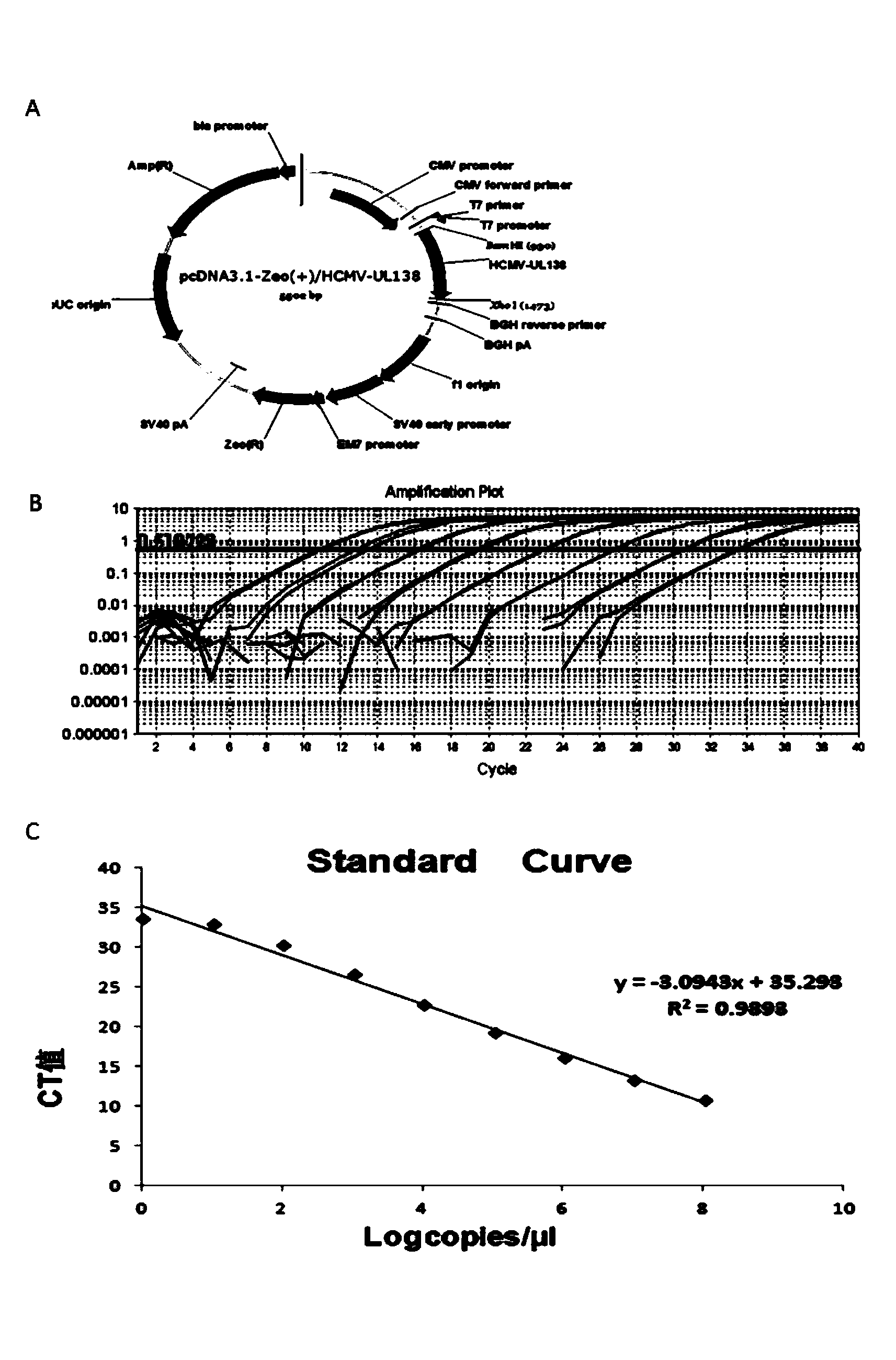 Novel and highly-sensitive detection method for latent human cytomegalovirus (HCMV) in cell