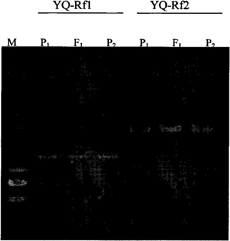 Molecular marker of brassica napus dominant nucleic sterility restoring line and preparation method and application thereof