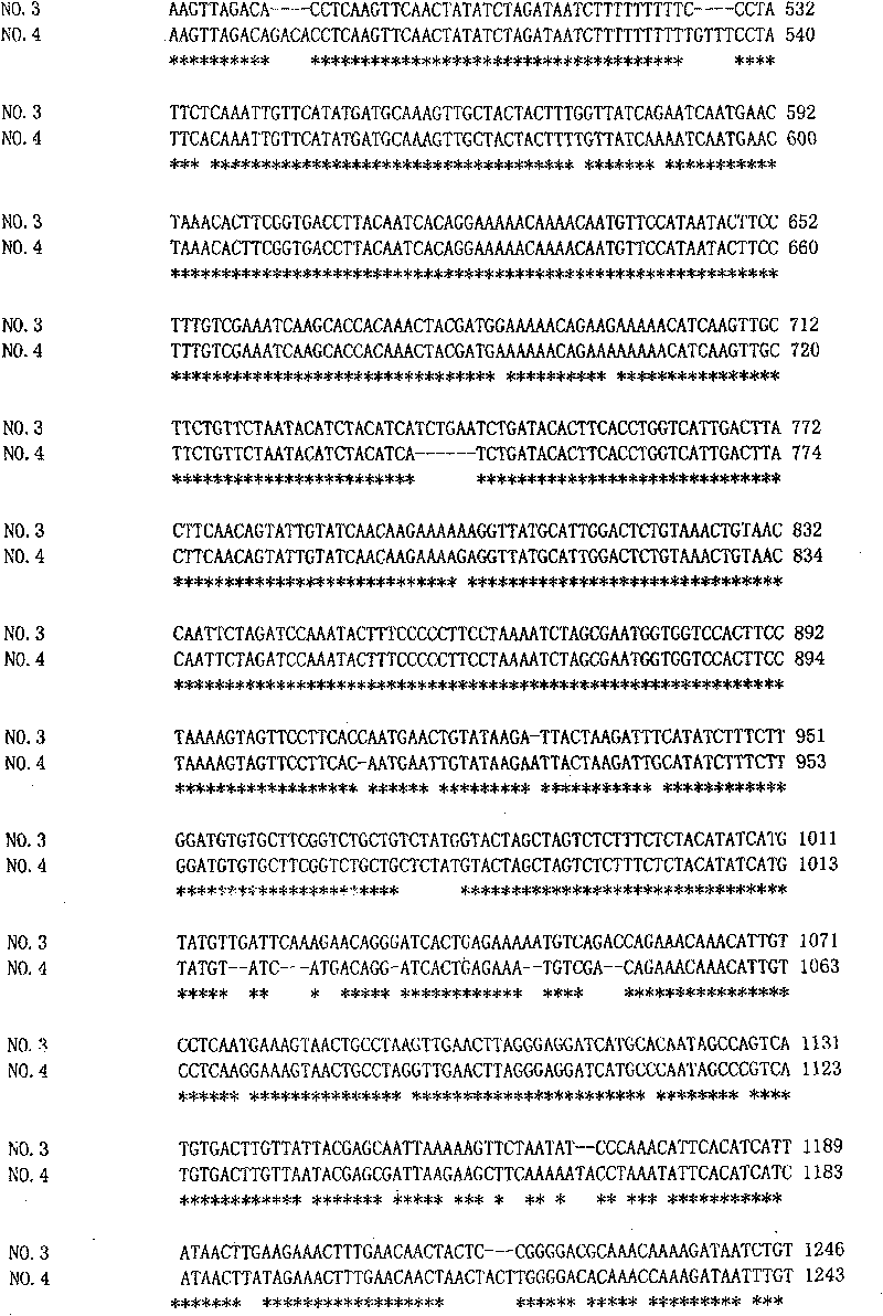 Molecular marker of brassica napus dominant nucleic sterility restoring line and preparation method and application thereof