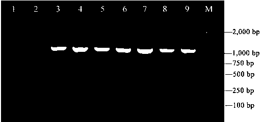 Primers for amplifying Rrspgl, core fragment of gene and application of core fragment