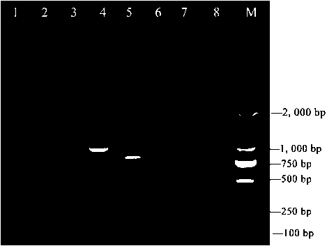 Primers for amplifying Rrspgl, core fragment of gene and application of core fragment