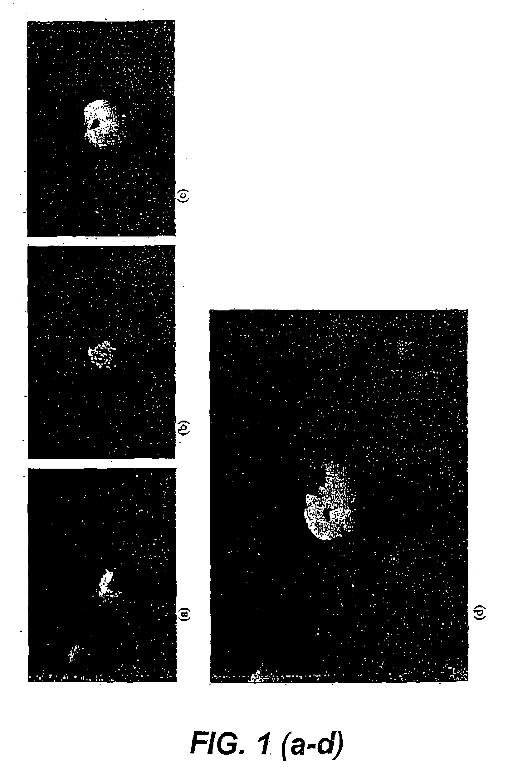 Monocotyledonous plant transformation