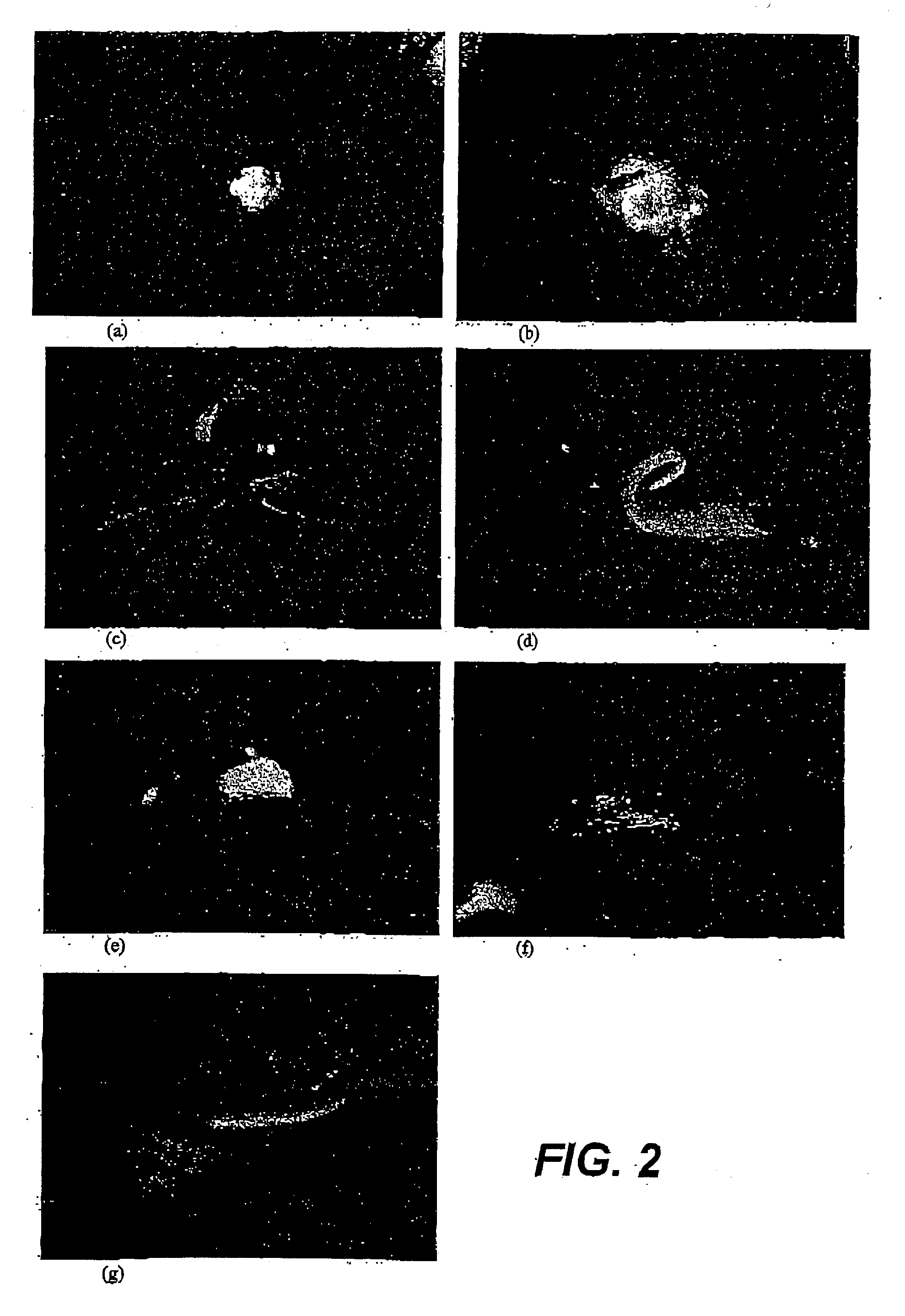 Monocotyledonous plant transformation