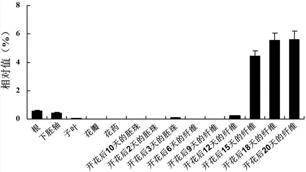 Cloning and identification of GhDUF231L1 gene related with cotton fiber development