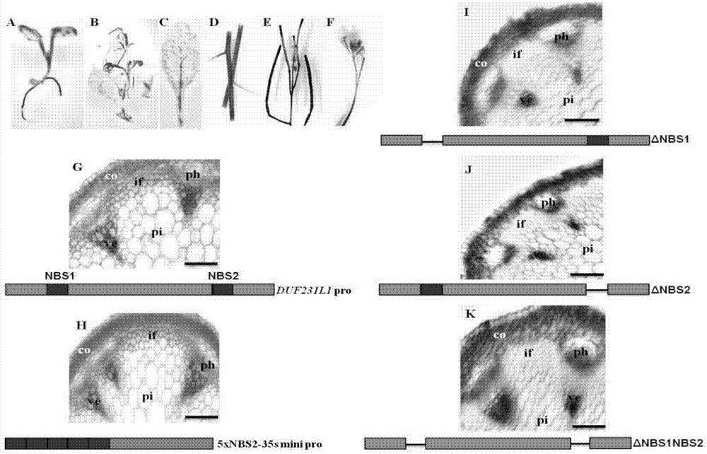 Cloning and identification of GhDUF231L1 gene related with cotton fiber development