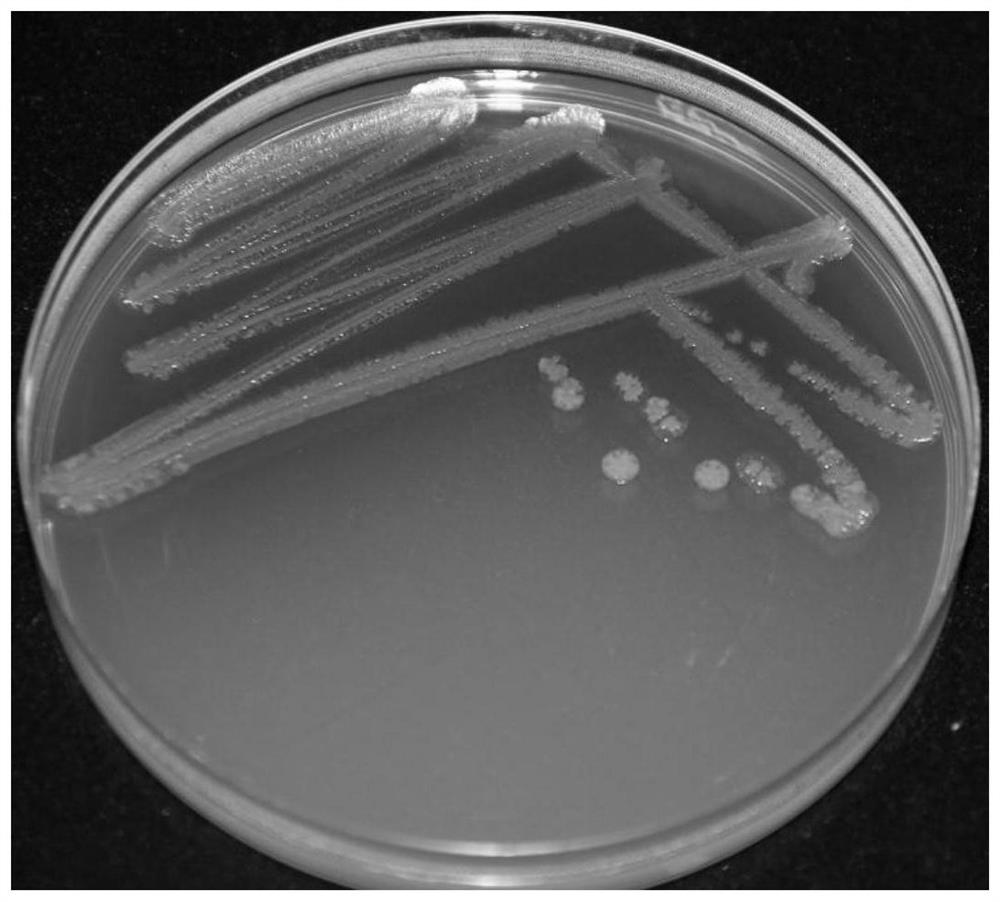 Pseudomonas aeruginosa 9 # and application thereof