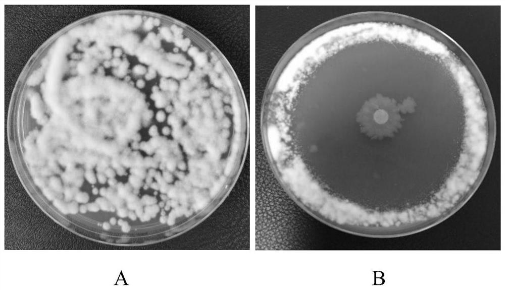 Pseudomonas aeruginosa 9 # and application thereof