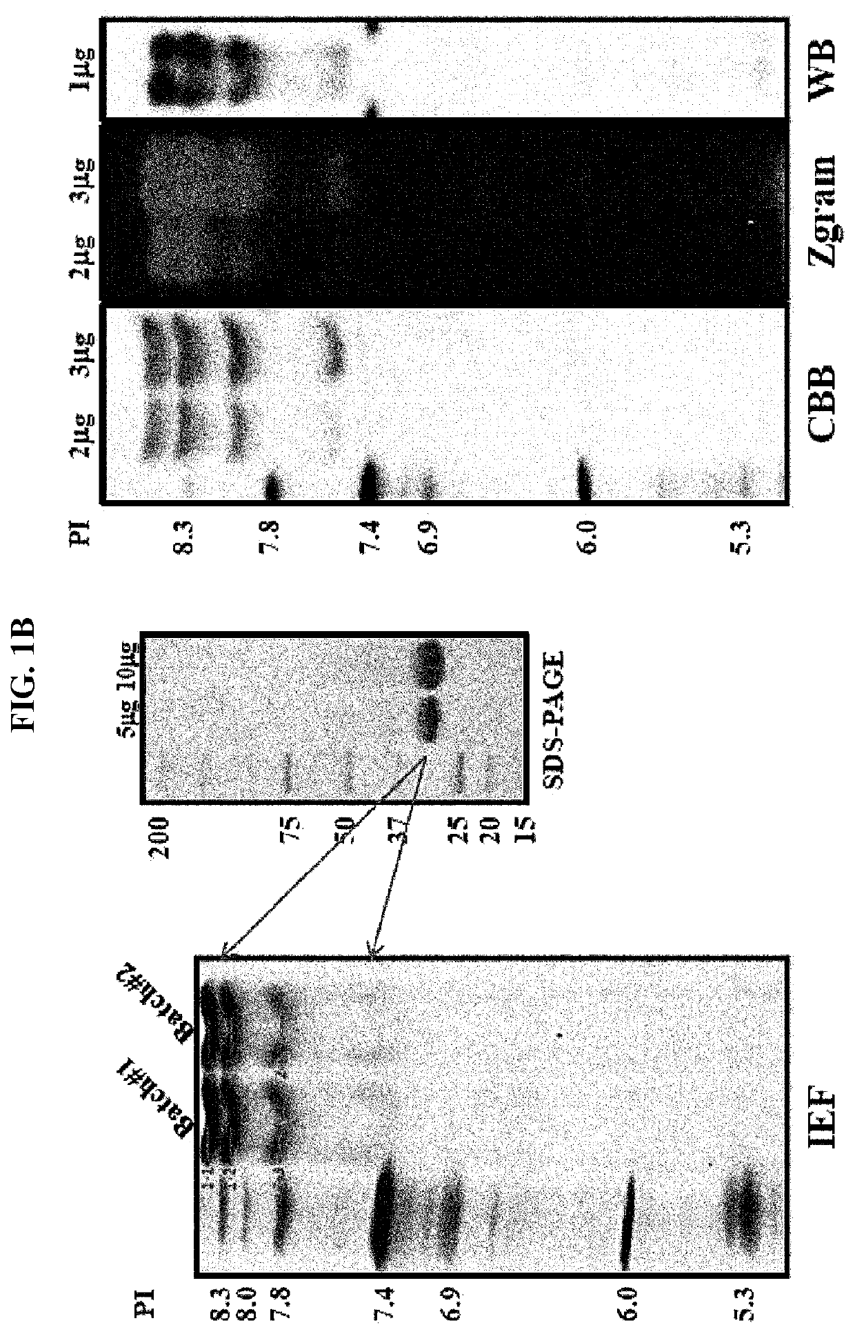 Recombinant batroxobin mixed composition and a hemostatic powder or hemostatic pad comprising same