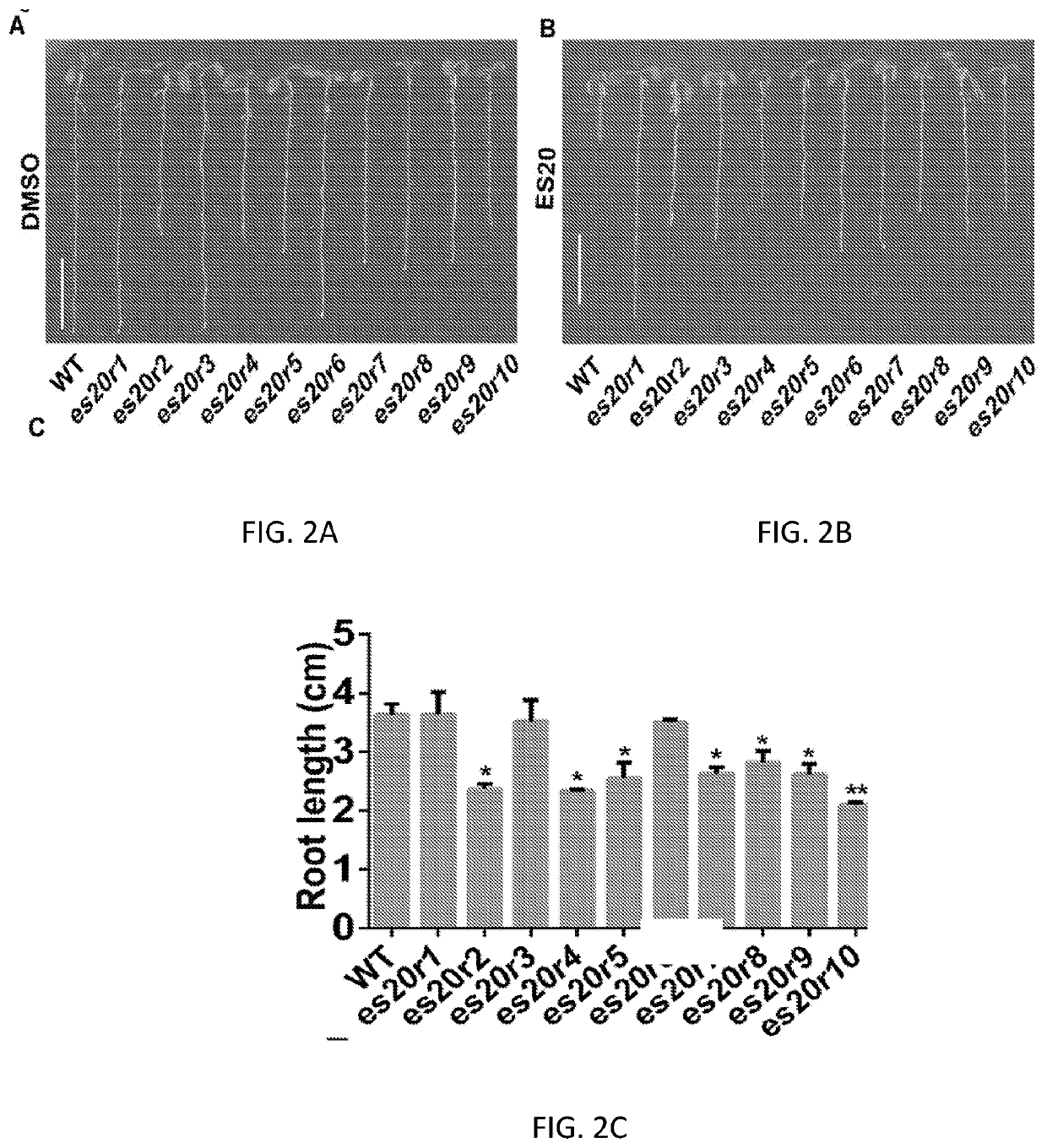 Cellulose synthase inhibitors as a new class of herbicide and non-gmo crops that are resistant to the herbicide