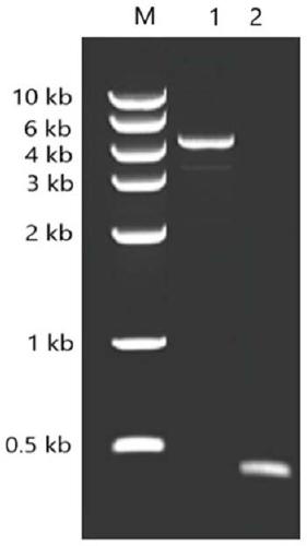 Recombinant G-17 protein, gene for encoding recombinant protein and application of gene for encoding recombinant protein