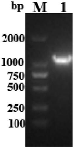 Thermostable citrate synthase gene, engineered bacterium containing gene and expression method thereof