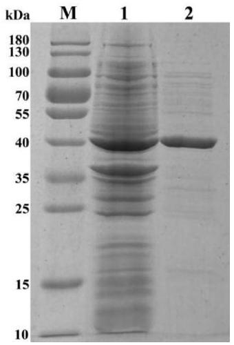 Thermostable citrate synthase gene, engineered bacterium containing gene and expression method thereof