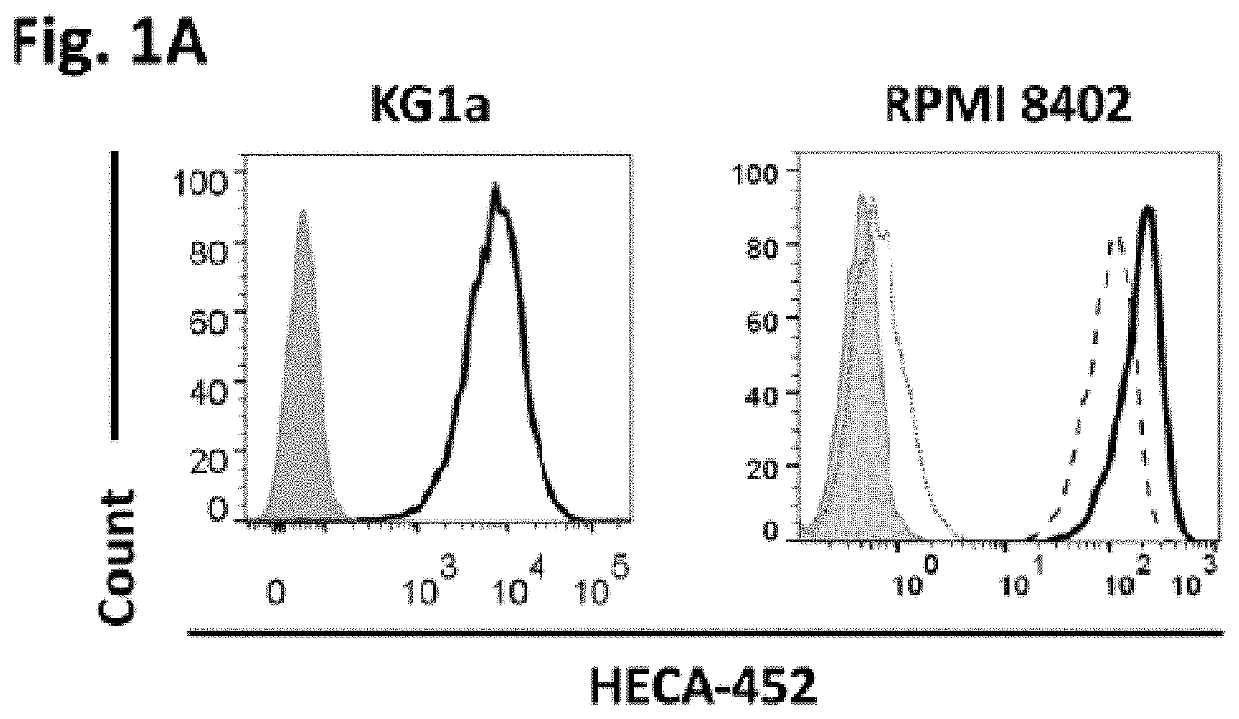 Compositions and methods for production of exofucosylated cells for clinical applications