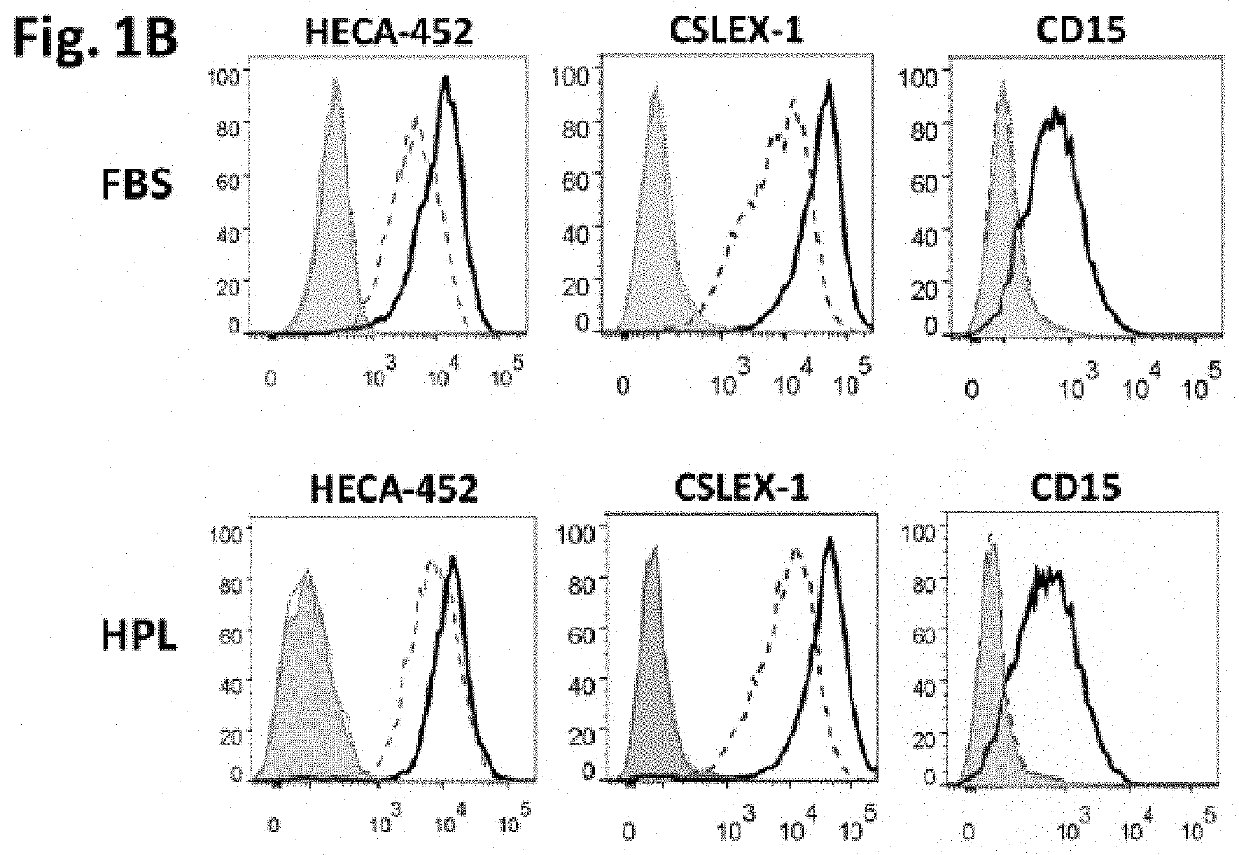 Compositions and methods for production of exofucosylated cells for clinical applications