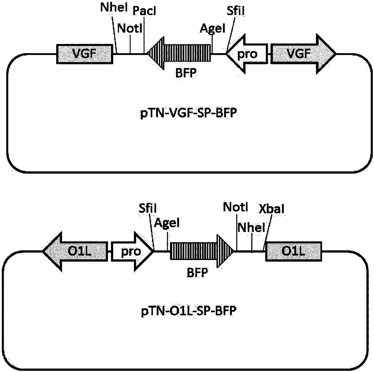 New genetically-modified vaccinia virus