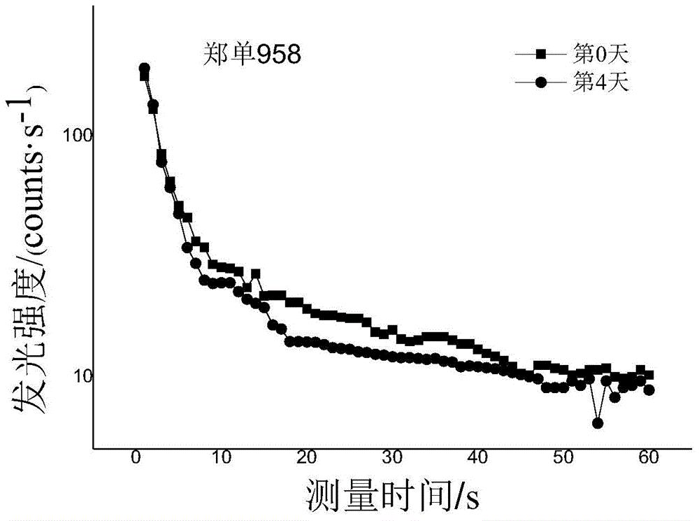 Method for evaluating crop salt tolerance by utilizing external light to induce seed to illuminate