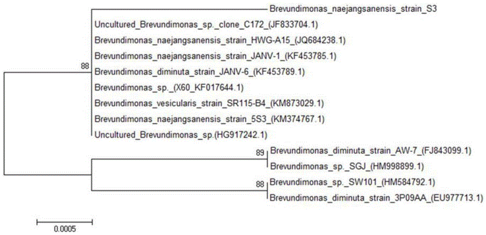 Brevundimonas naejangsanensis S3 and application thereof