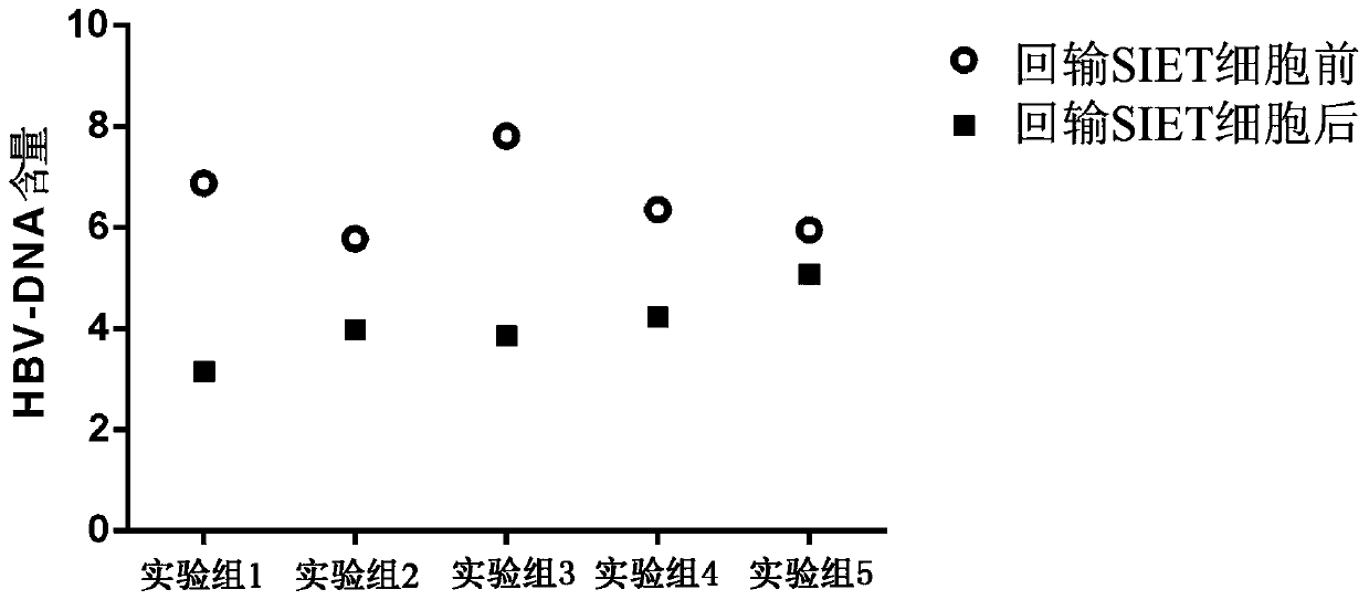 Immune cells capable of clearing latent infections in vivo, preparation method and application thereof