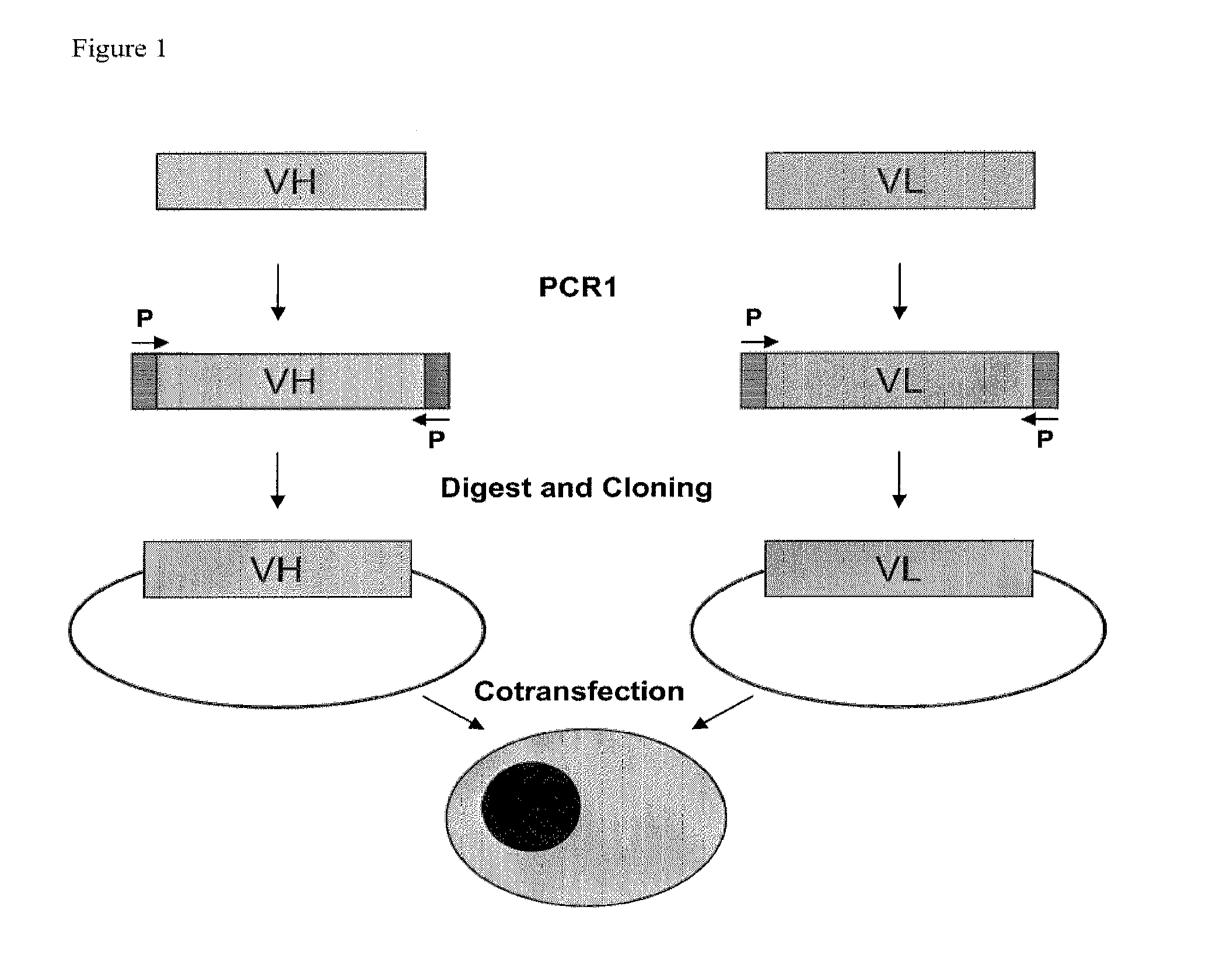 Method For Producing Proteins