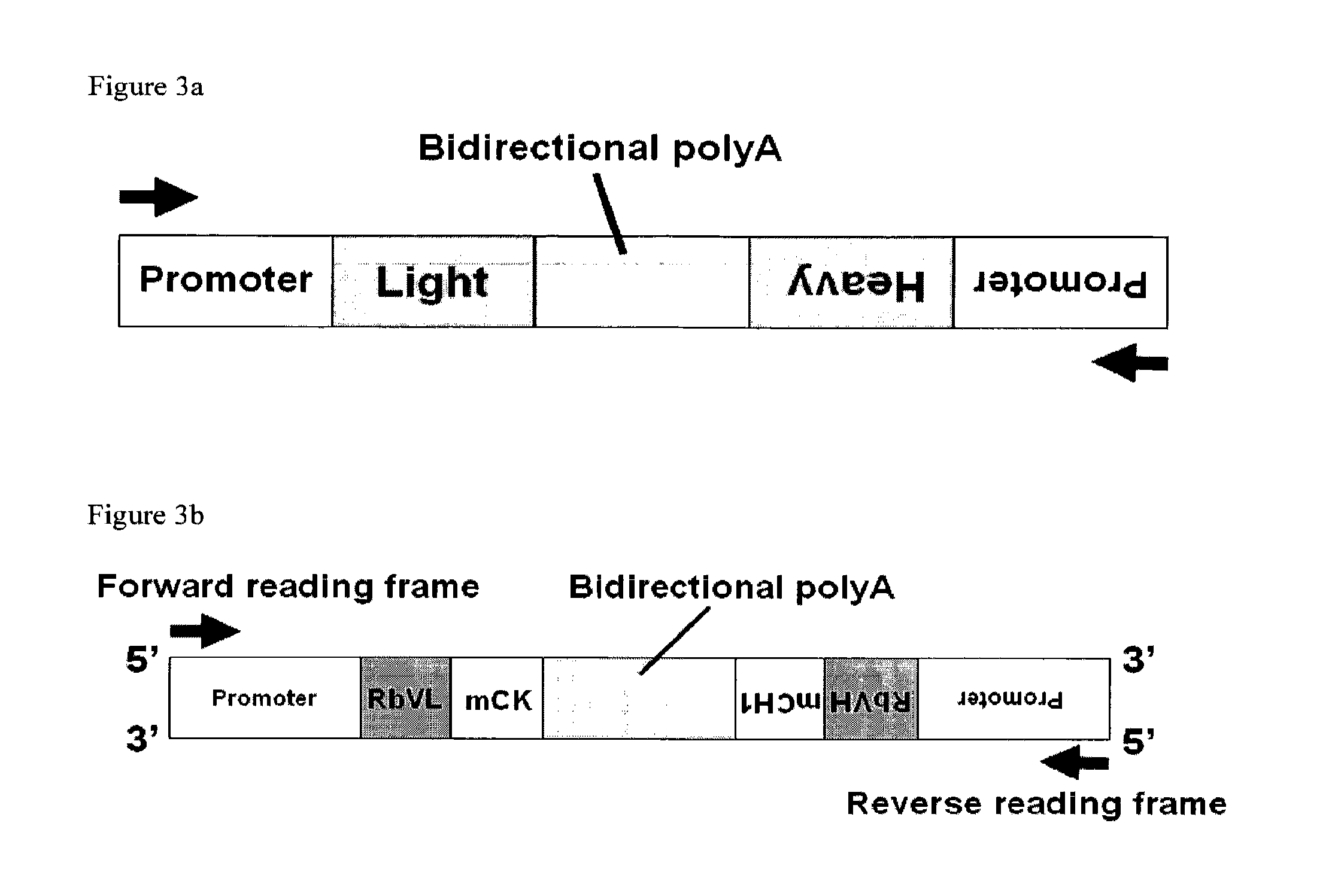 Method For Producing Proteins