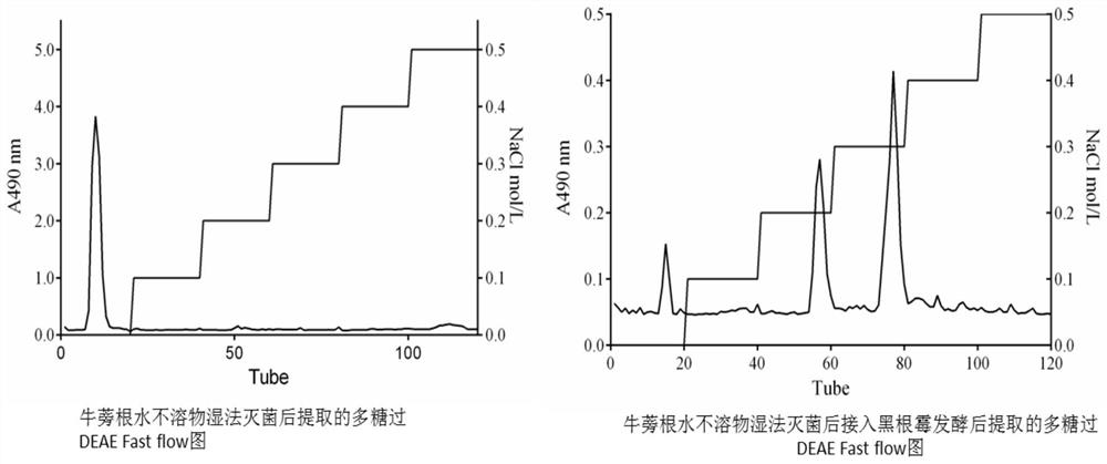 Burdock root polysaccharide prepared by utilizing rhizopus nigricans fermentation as well as production process and application of burdock root polysaccharide